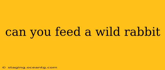can you feed a wild rabbit