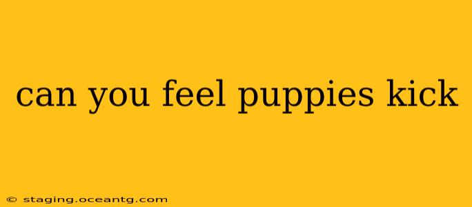 can you feel puppies kick