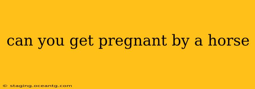 can you get pregnant by a horse