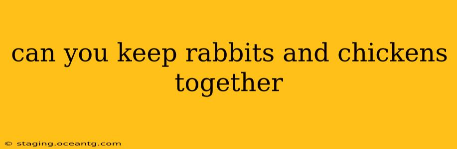 can you keep rabbits and chickens together
