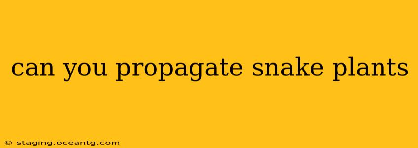 can you propagate snake plants