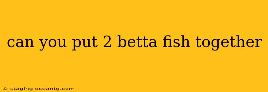 can you put 2 betta fish together