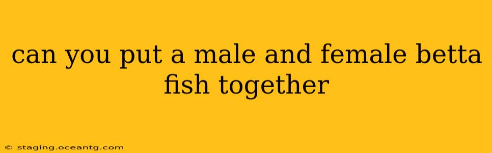 can you put a male and female betta fish together