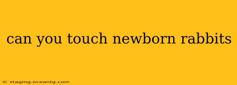 can you touch newborn rabbits