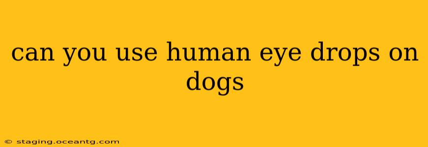 can you use human eye drops on dogs