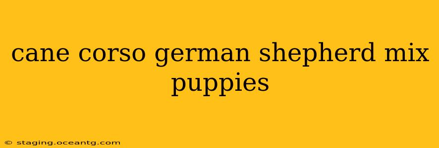 cane corso german shepherd mix puppies