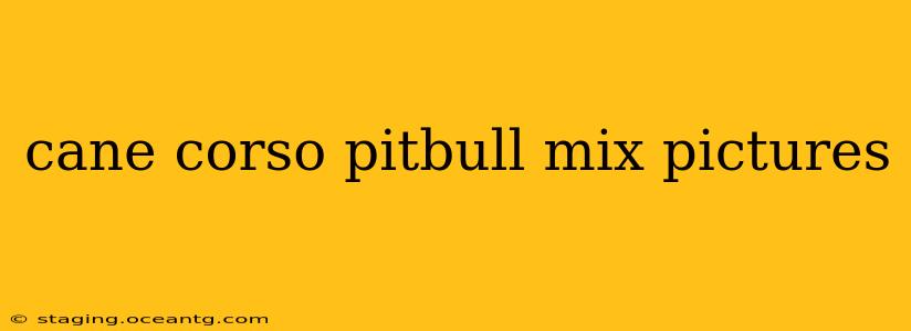 cane corso pitbull mix pictures