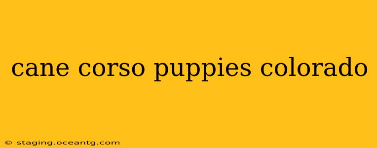 cane corso puppies colorado