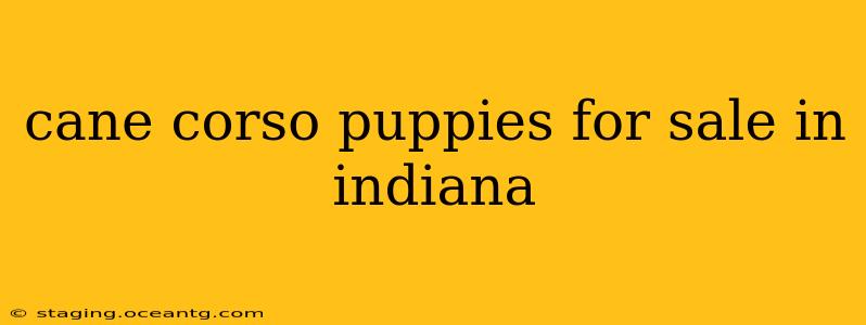 cane corso puppies for sale in indiana