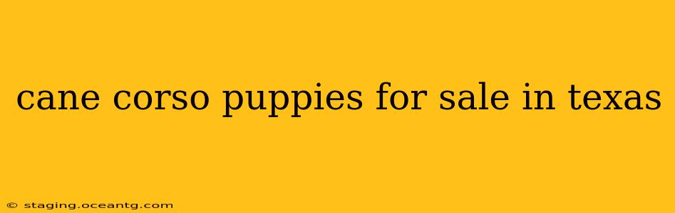 cane corso puppies for sale in texas