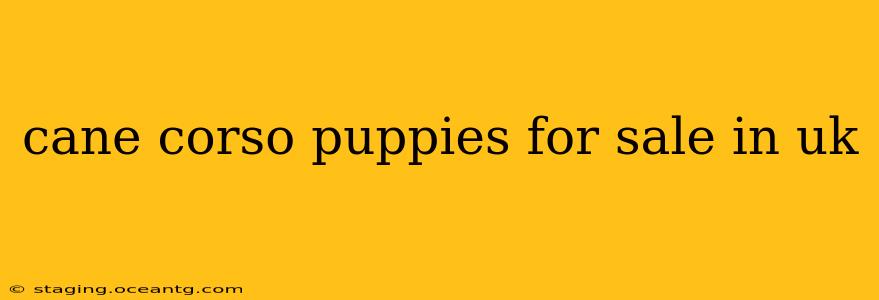 cane corso puppies for sale in uk