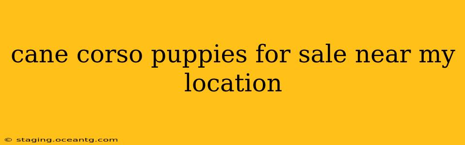 cane corso puppies for sale near my location