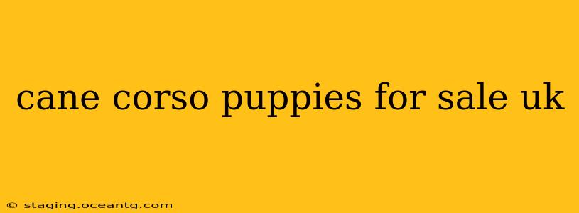 cane corso puppies for sale uk