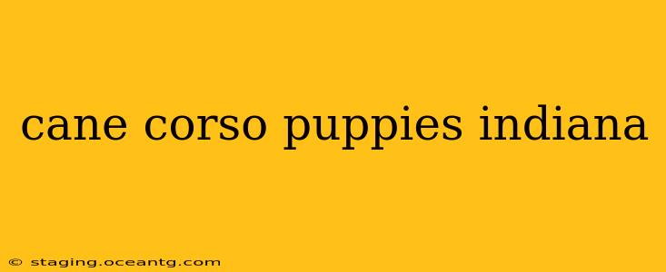 cane corso puppies indiana