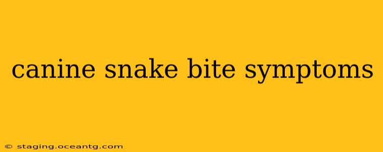 canine snake bite symptoms