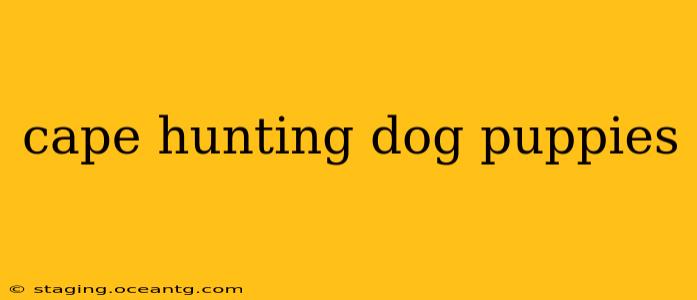 cape hunting dog puppies