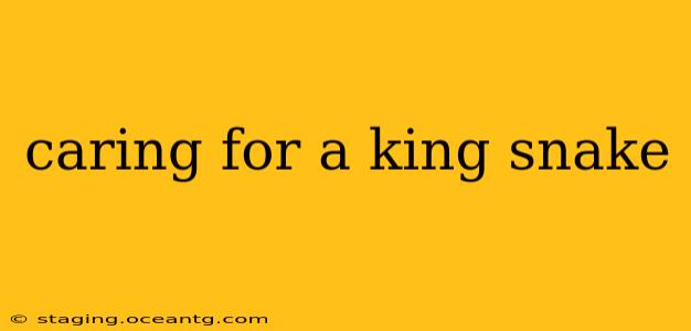 caring for a king snake