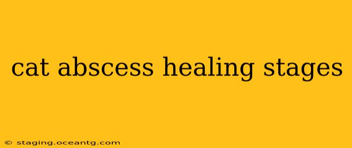cat abscess healing stages