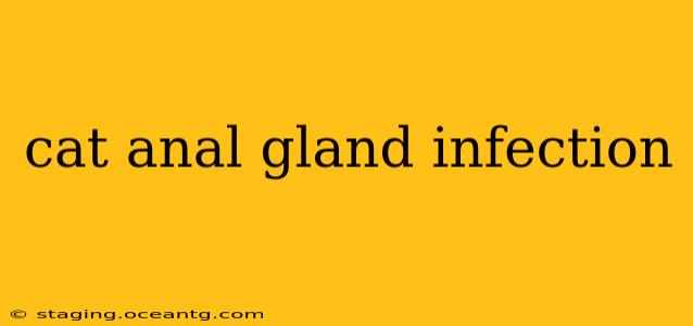 cat anal gland infection