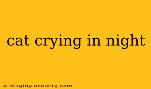 cat crying in night