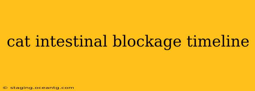 cat intestinal blockage timeline