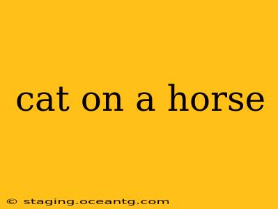 cat on a horse