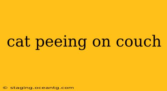 cat peeing on couch