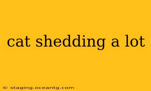 cat shedding a lot