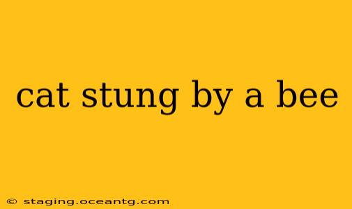cat stung by a bee