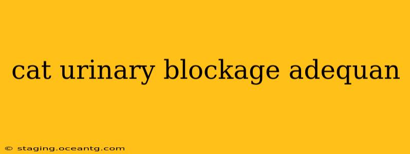 cat urinary blockage adequan
