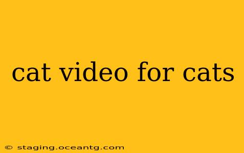 cat video for cats