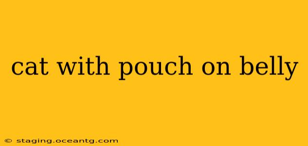 cat with pouch on belly