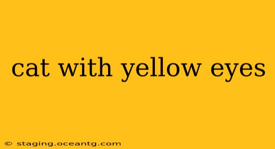 cat with yellow eyes
