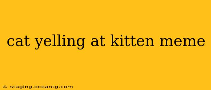 cat yelling at kitten meme