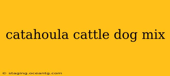 catahoula cattle dog mix