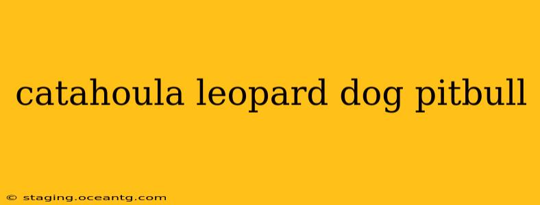 catahoula leopard dog pitbull
