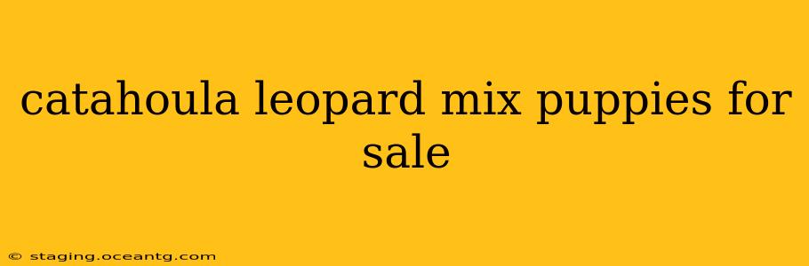 catahoula leopard mix puppies for sale