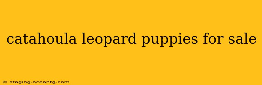 catahoula leopard puppies for sale