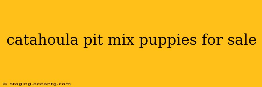 catahoula pit mix puppies for sale