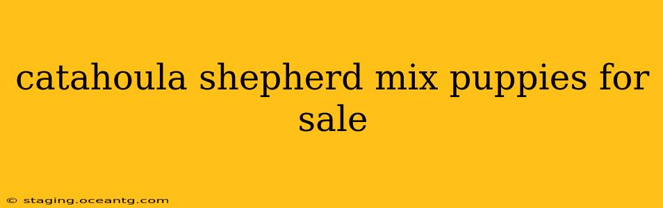 catahoula shepherd mix puppies for sale