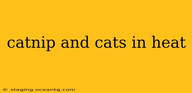 catnip and cats in heat