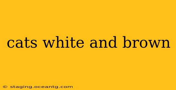 cats white and brown