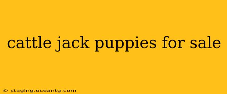cattle jack puppies for sale