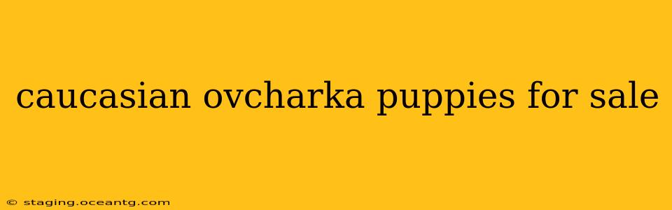 caucasian ovcharka puppies for sale