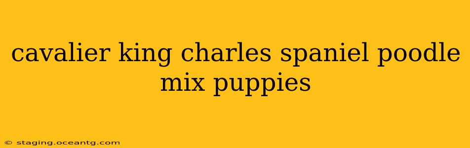 cavalier king charles spaniel poodle mix puppies
