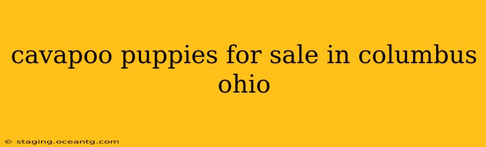 cavapoo puppies for sale in columbus ohio