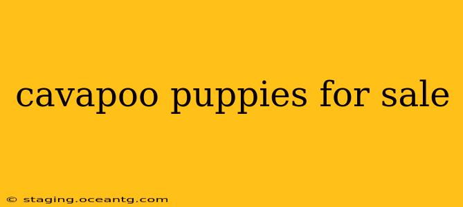 cavapoo puppies for sale