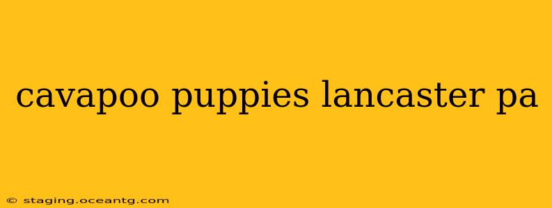cavapoo puppies lancaster pa