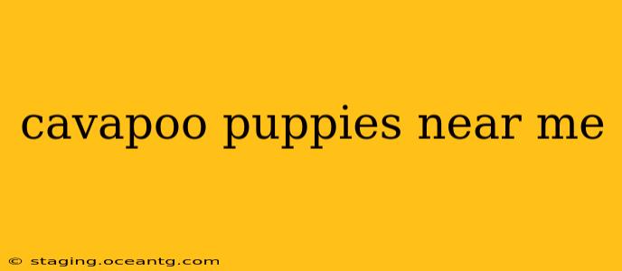 cavapoo puppies near me