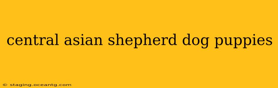 central asian shepherd dog puppies